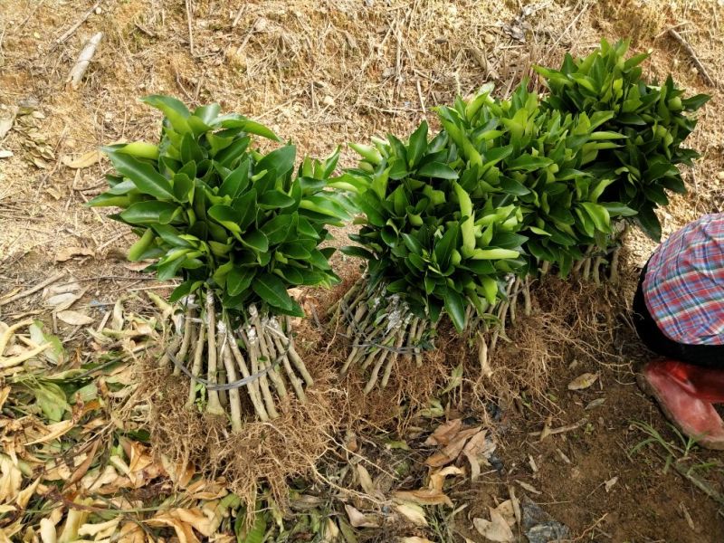 沃柑苗