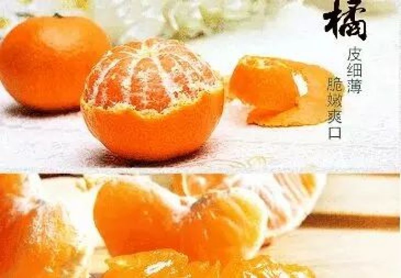 临海高山蜜桔临海蜜桔