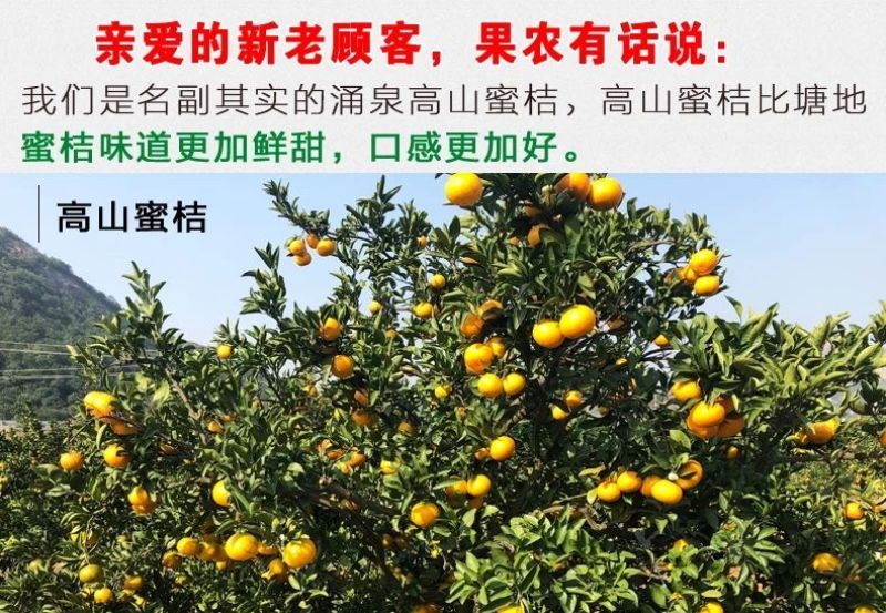 临海高山蜜桔临海蜜桔