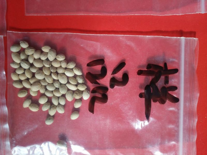 5元抢大青叶樱桃种子沙藏好的
