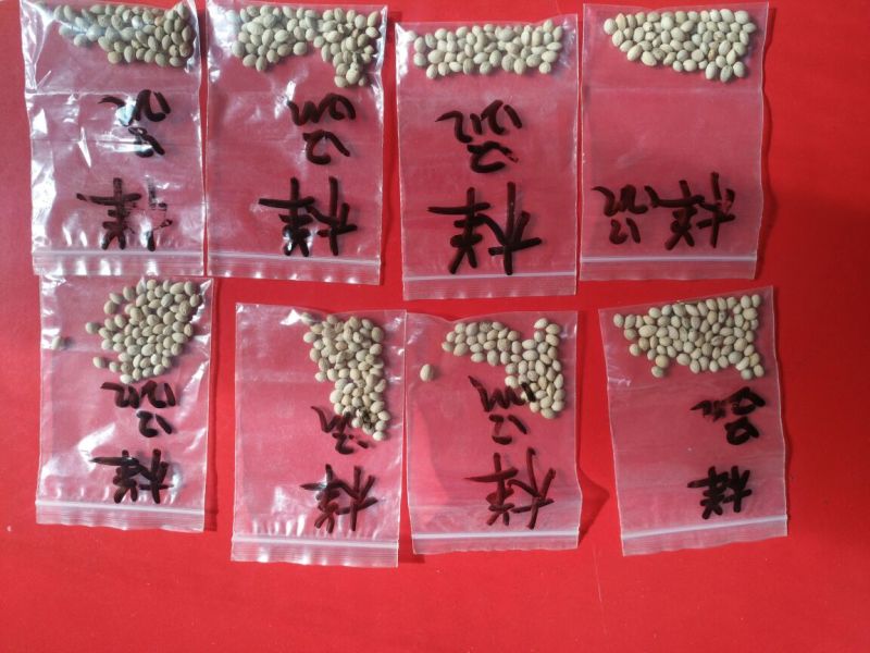 5元抢大青叶樱桃种子沙藏好的