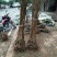 李子苗，李子树苗，自家苗圃培育出售。无中介。
