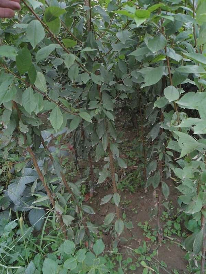 澳洲红肉李子苗，自家苗圃培育出售无中介。