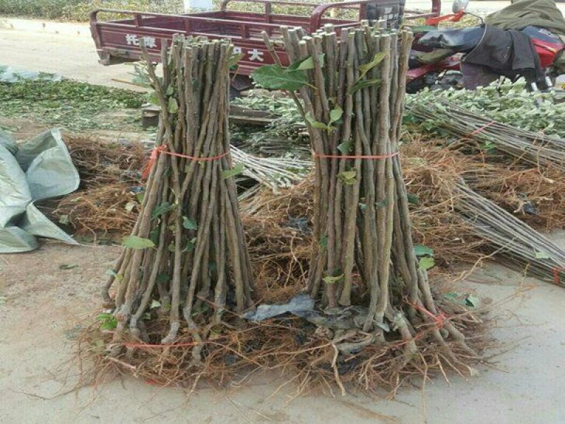 澳洲红肉李子苗，自家苗圃培育出售无中介。