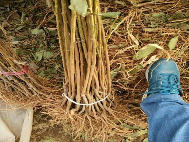 澳洲红肉李子苗，自家苗圃培育出售无中介。