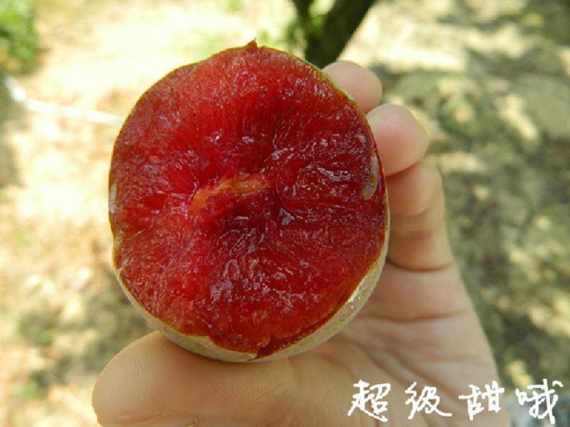 澳洲红肉李子苗，自家苗圃培育出售无中介。