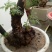 黄荆