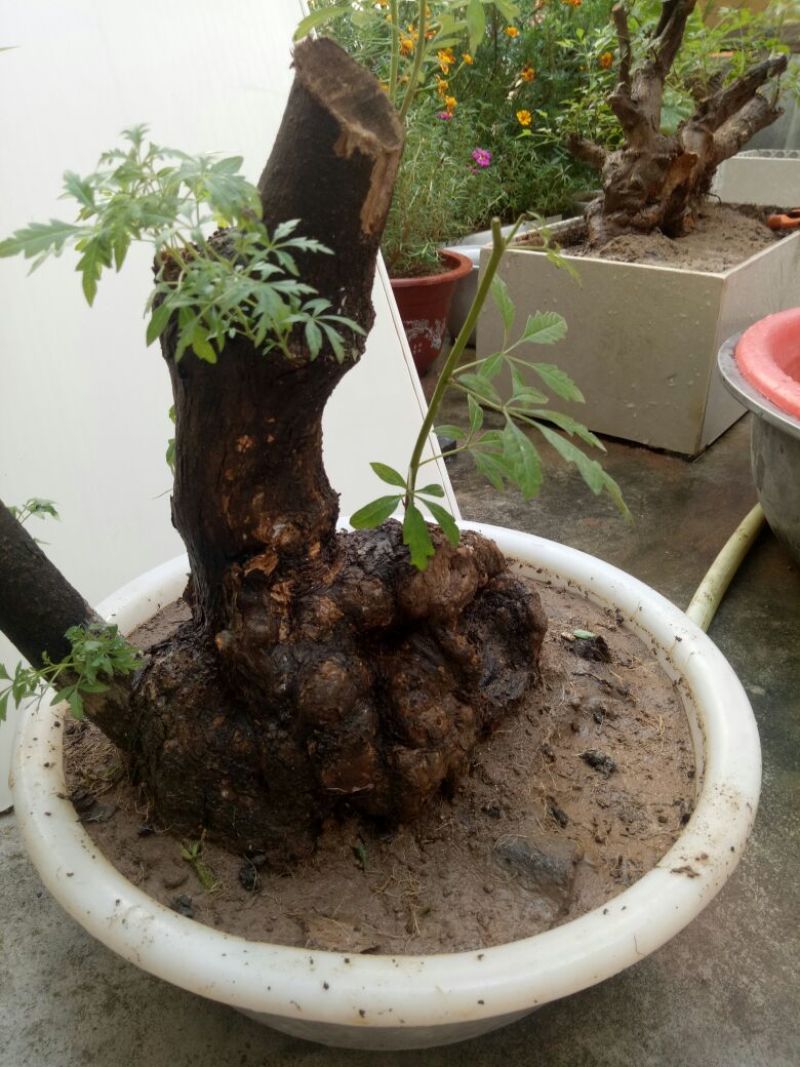 黄荆