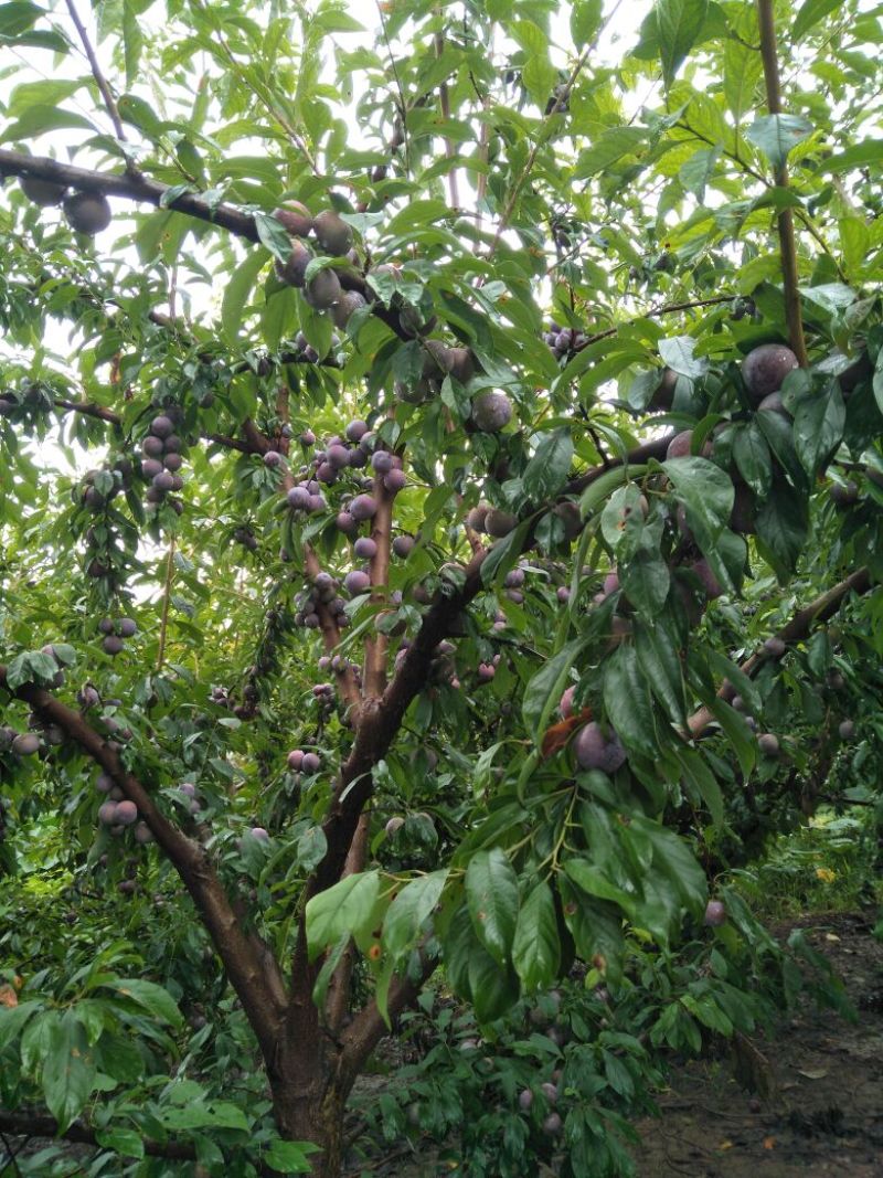 红脆李脱骨李新鲜现摘产地直供专业一件代发支持线上交易