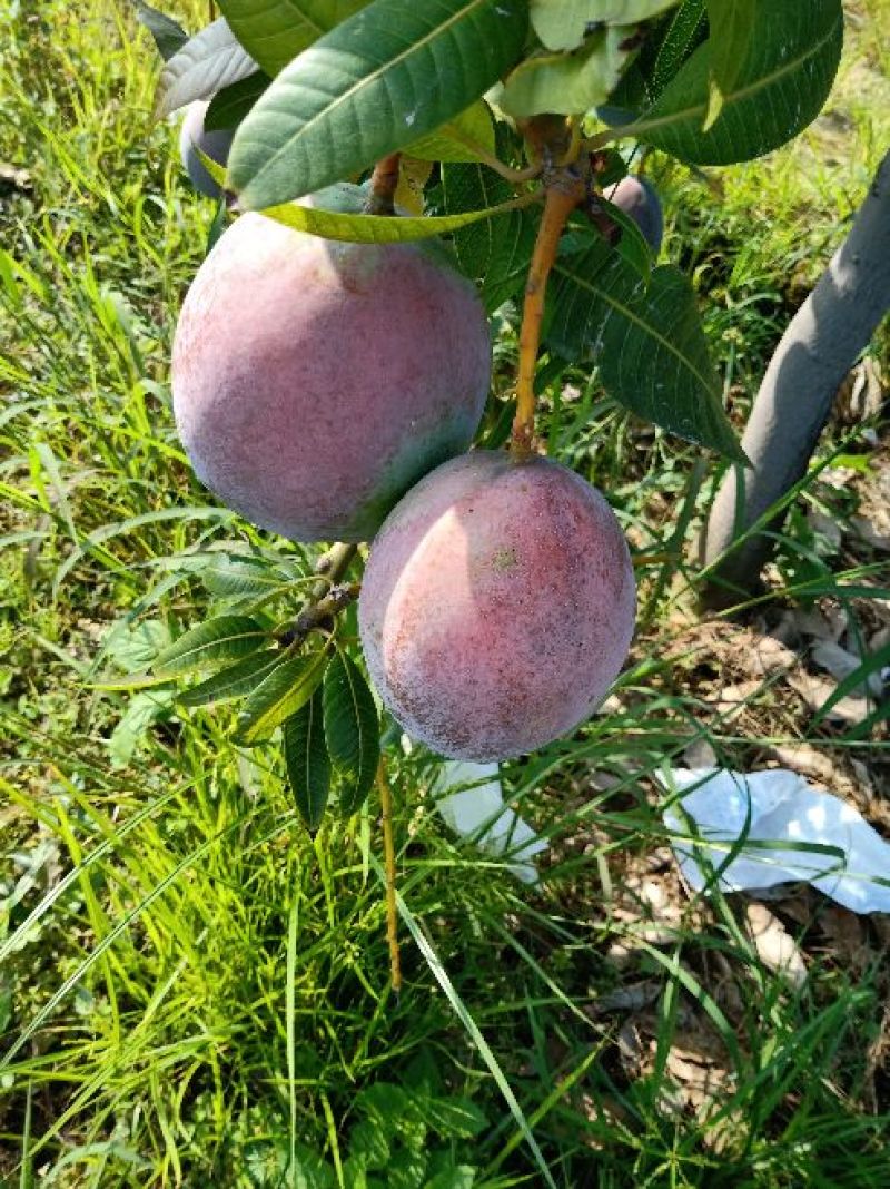 攀枝花凯特芒精品果白袋