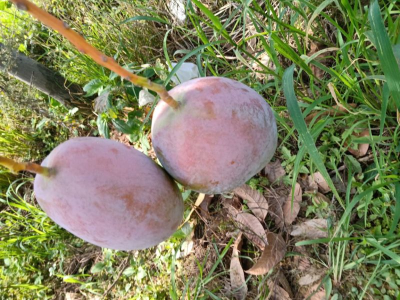 攀枝花凯特芒精品果白袋