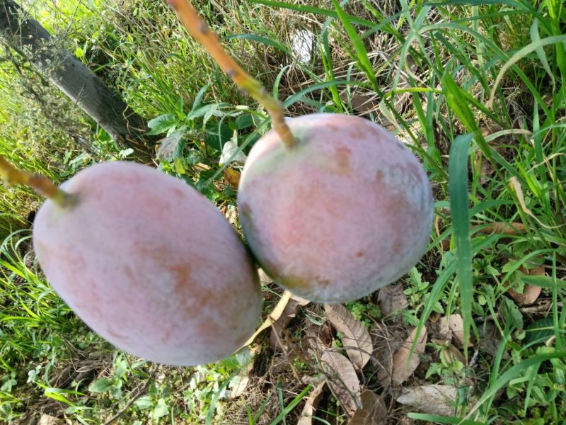 攀枝花凯特芒精品果白袋