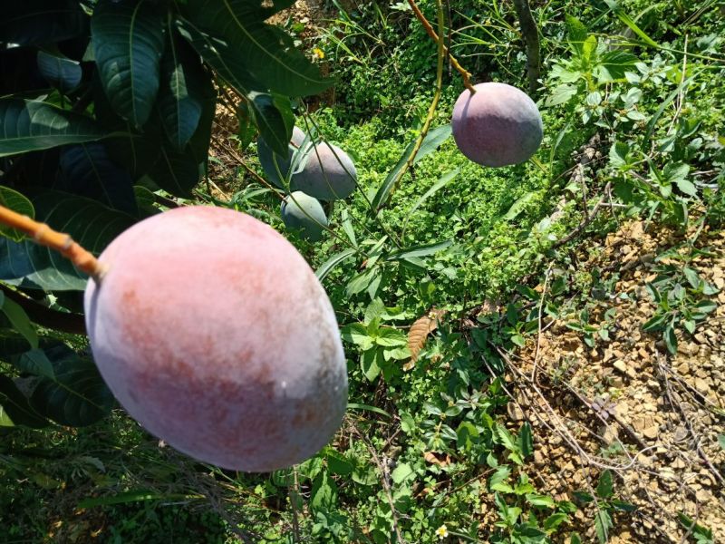 攀枝花凯特芒精品果白袋