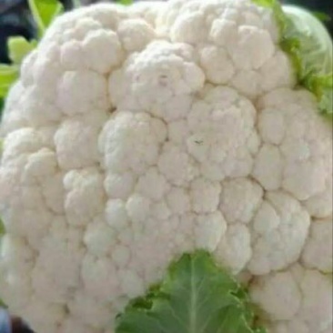 菜花2~3斤紧花乳白