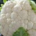 菜花2~3斤紧花乳白
