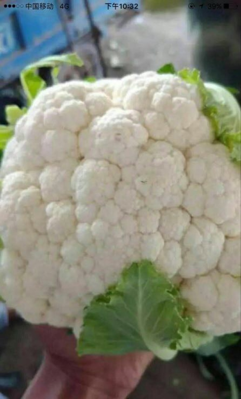 菜花2~3斤紧花乳白