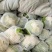 菜花2~3斤紧花乳白