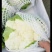 菜花2~3斤紧花乳白
