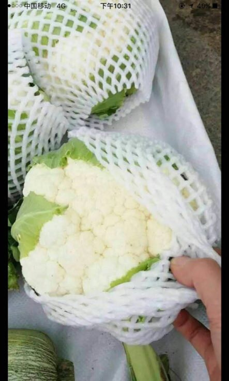 菜花2~3斤紧花乳白