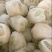 菜花2~3斤紧花乳白