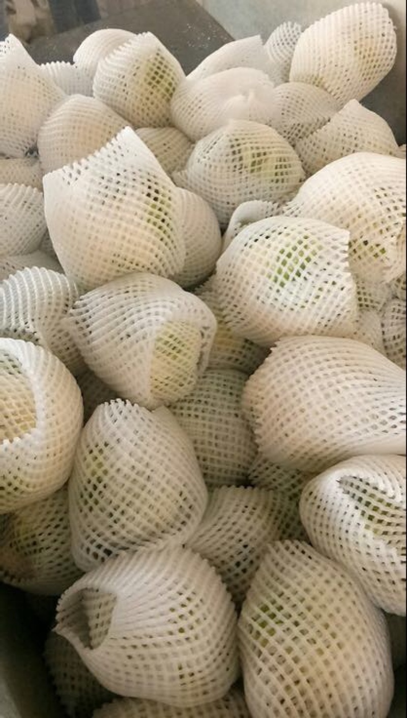 菜花2~3斤紧花乳白
