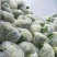菜花2~3斤紧花乳白