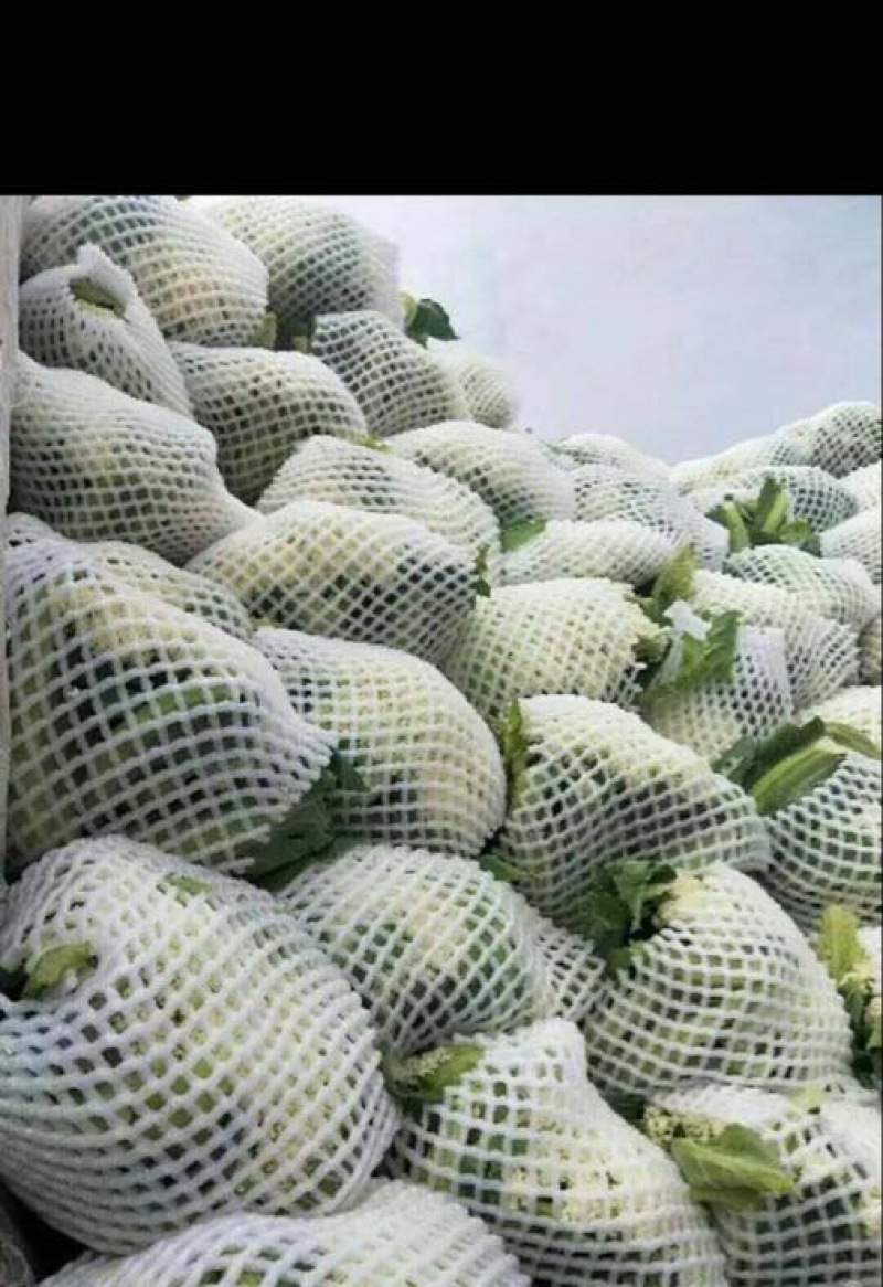菜花2~3斤紧花乳白