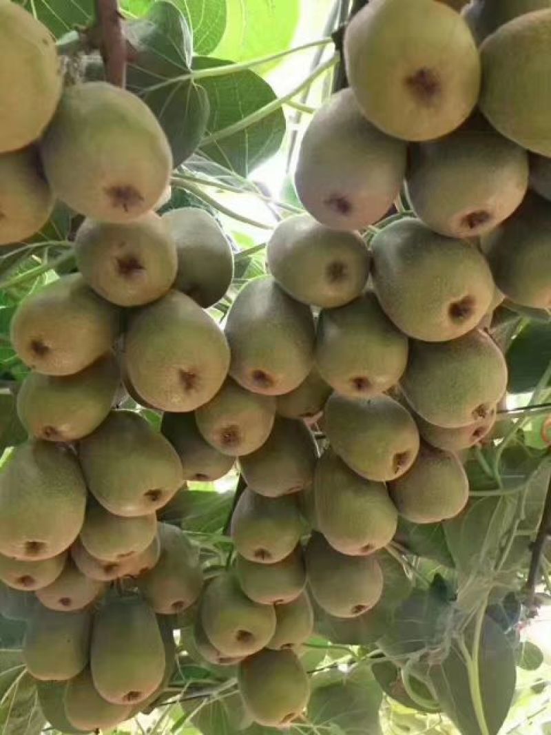 红阳