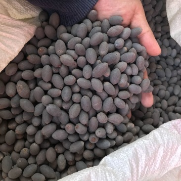 荷花种子