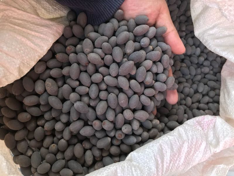 荷花种子