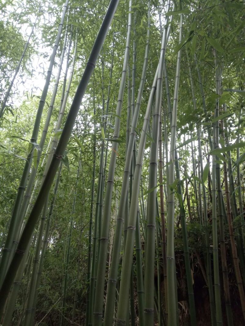 金竹