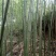 金竹