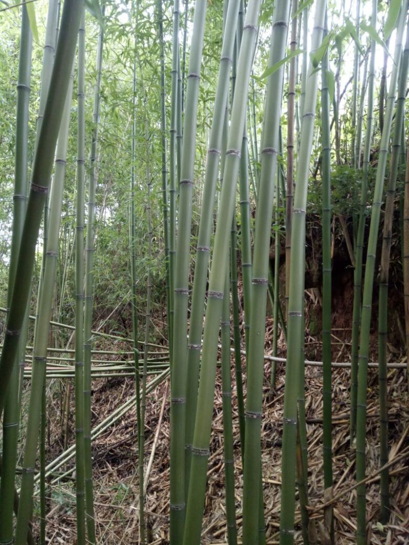 金竹