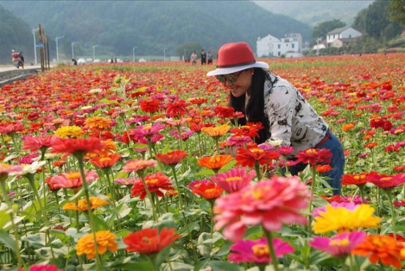 百日草种子景观花海百日菊四季易播步步高花卉种子