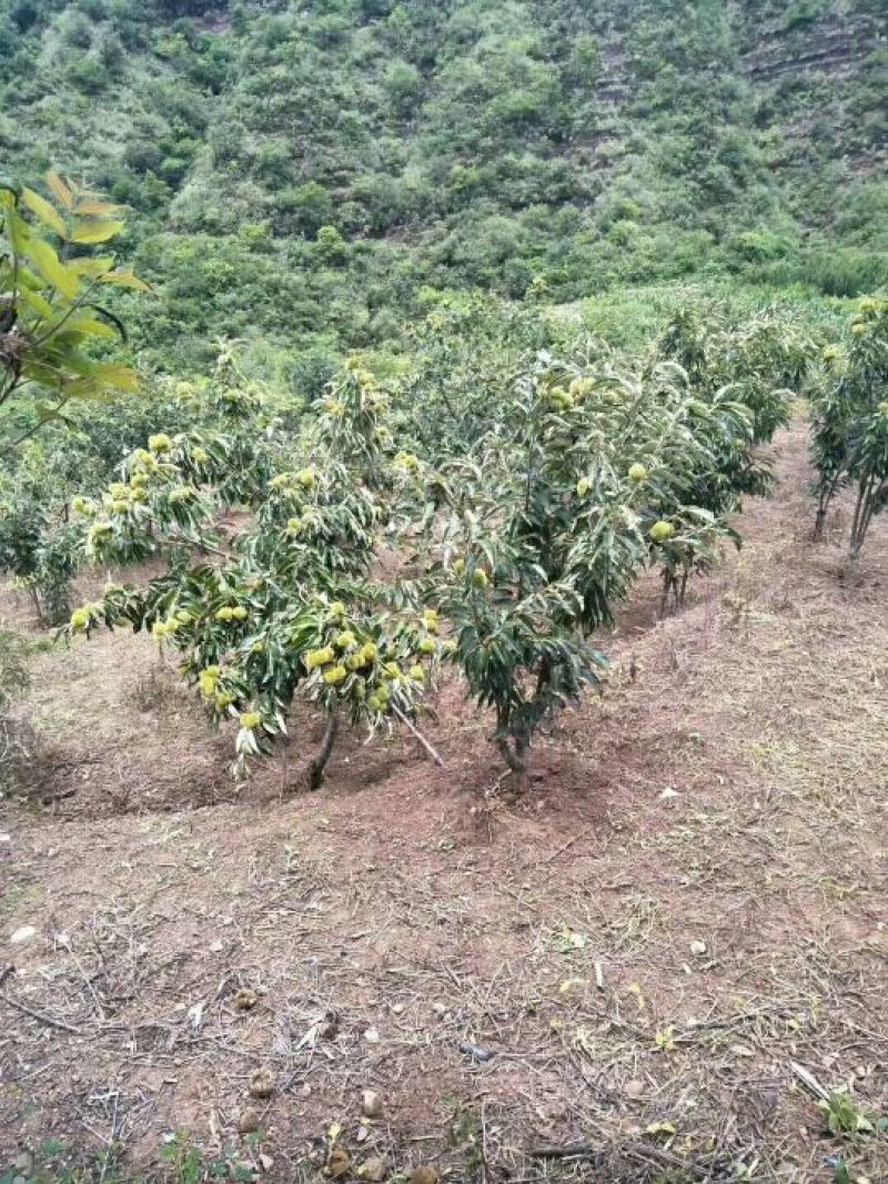 大红袍板栗苗，良种板栗苗，嫁接板栗苗，四川板栗苗。