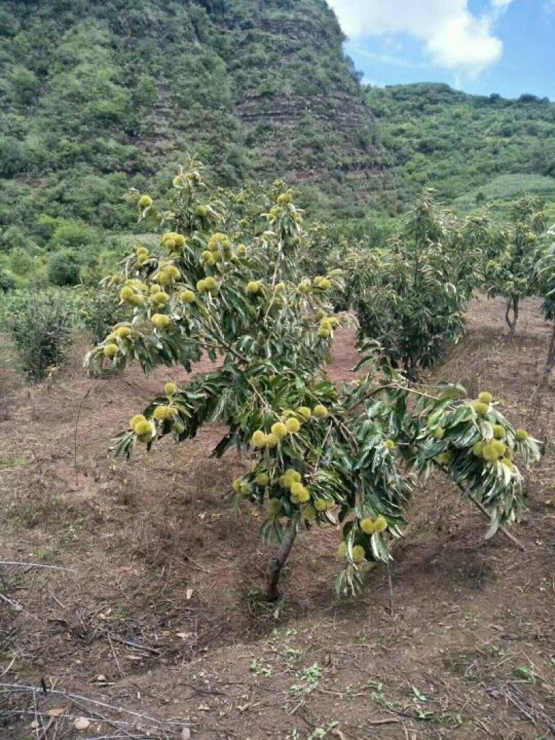 大红袍板栗苗，良种板栗苗，嫁接板栗苗，四川板栗苗。