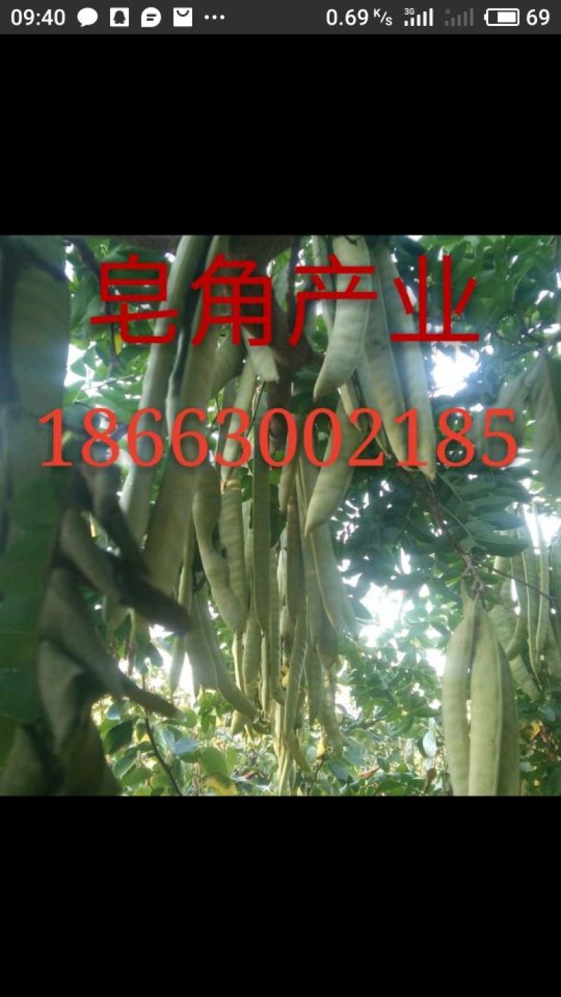 结果皂角树
