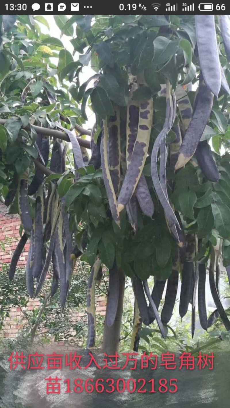 结果皂角树