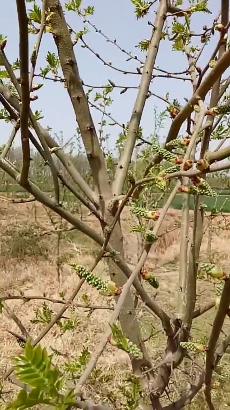 结果皂角树