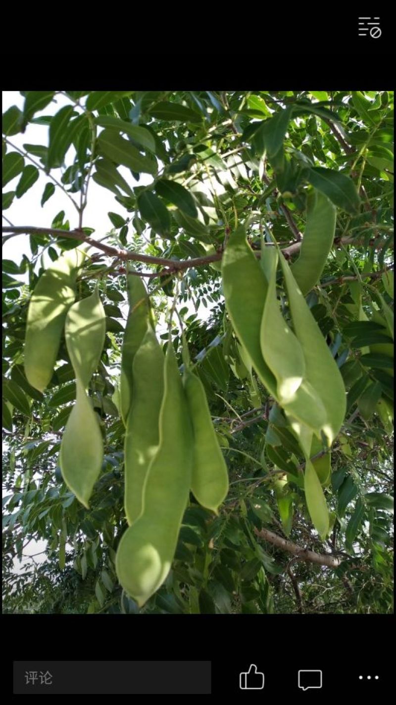 结果皂角树