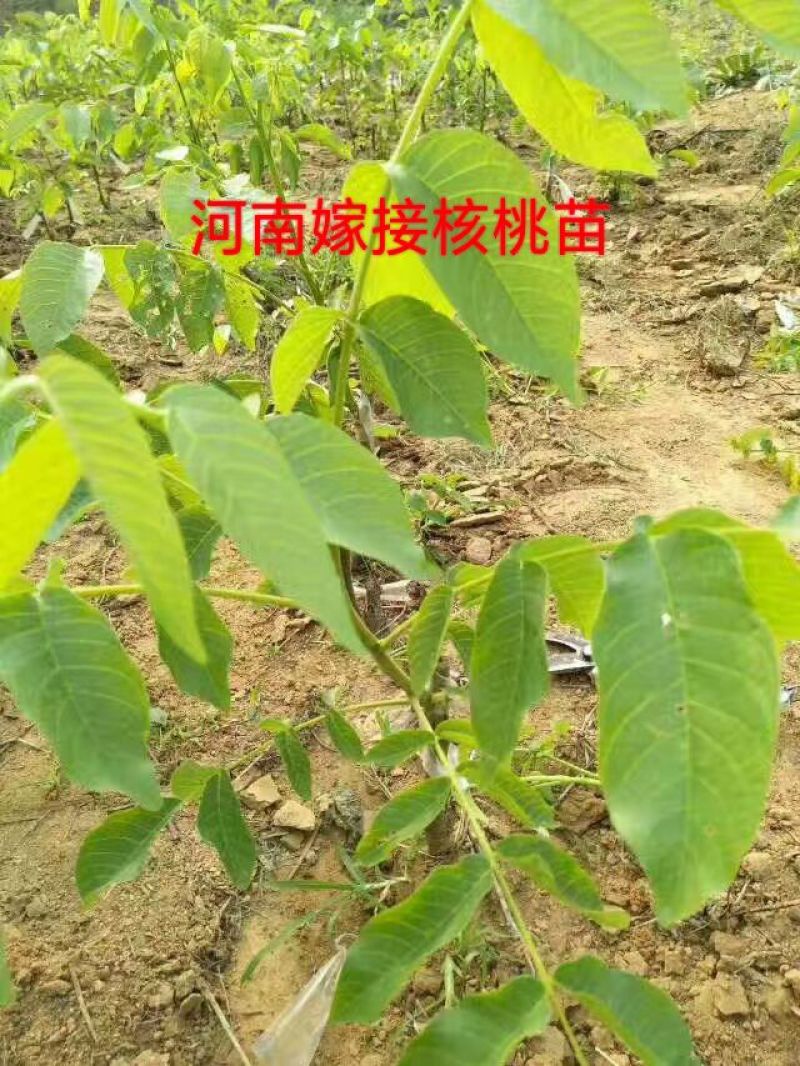 嫁接绑带嫁接条嫁接膜嫁接工人专业嫁接苗木