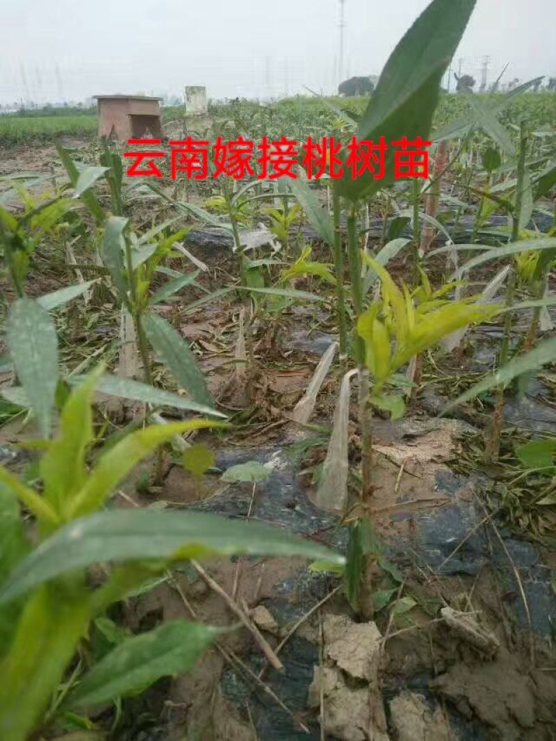 嫁接绑带嫁接条嫁接膜嫁接工人专业嫁接苗木