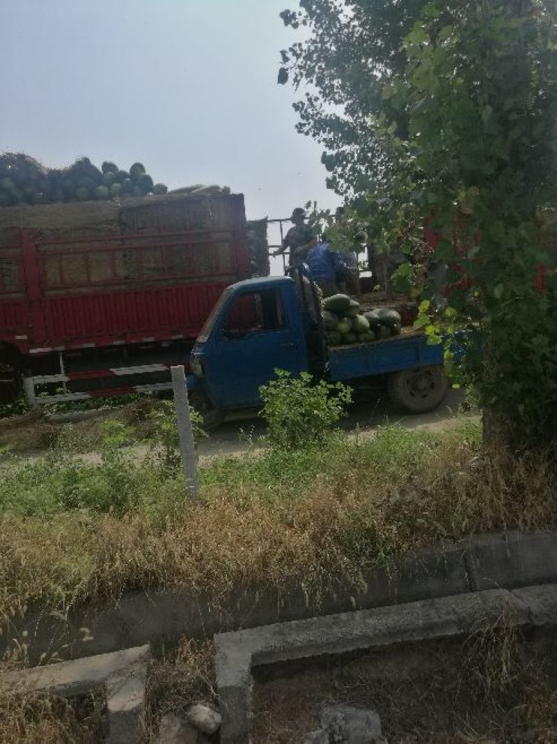 基地长条黑皮冬瓜代发，可视频看货，对接市场和商超