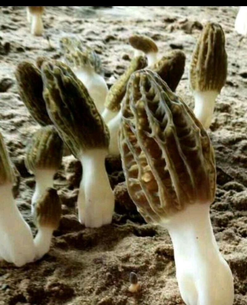 羊肚菌有400550650750规格