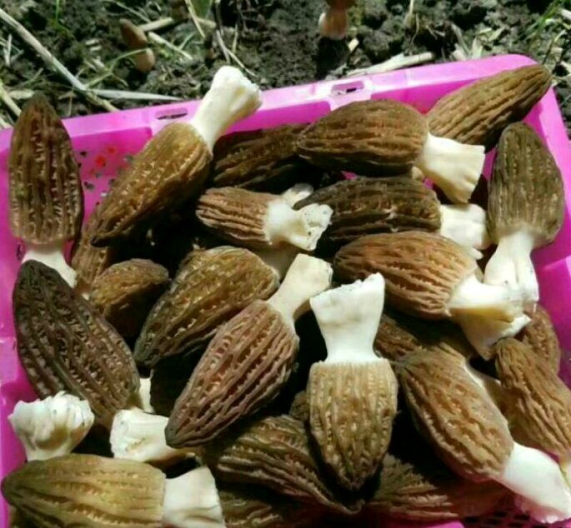 羊肚菌有400550650750规格