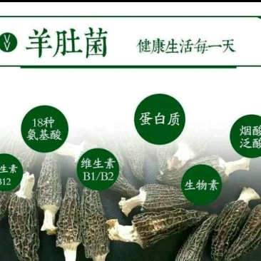 羊肚菌有400550650750规格