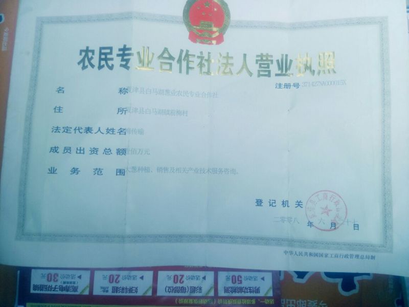 大葱种子长白，抗倒伏大葱种子
