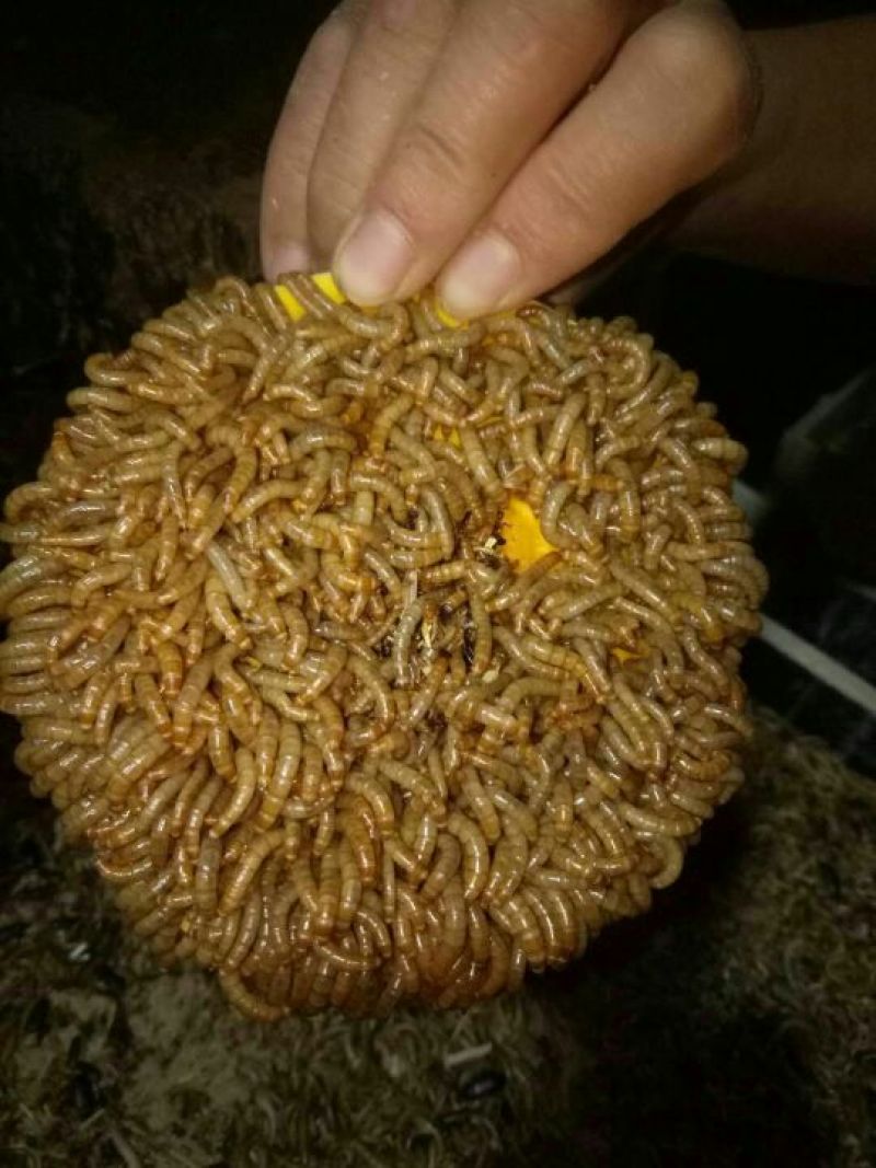 大量黄粉虫