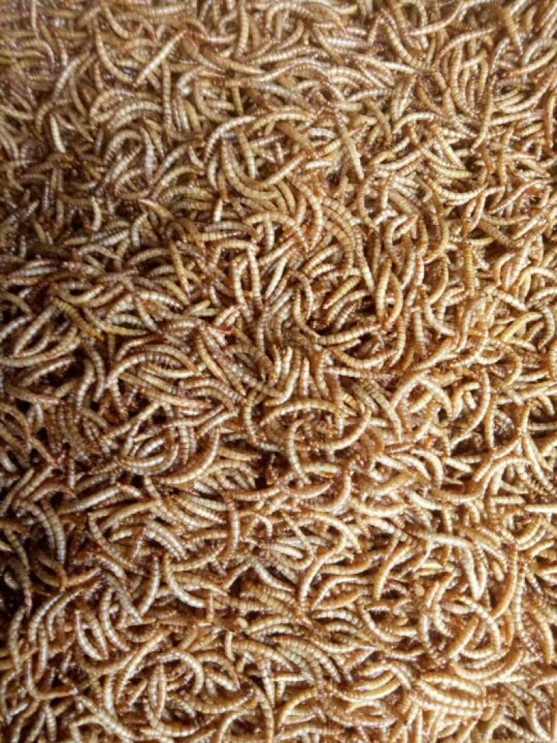 大量黄粉虫