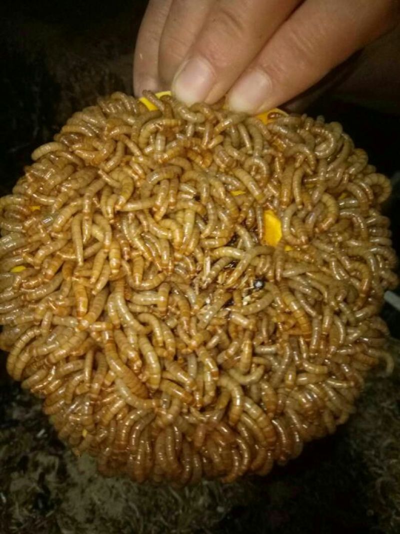 大量黄粉虫